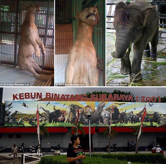 Singa Ditemukan Tewas Terjerat Tali Baja di KBS Surabaya